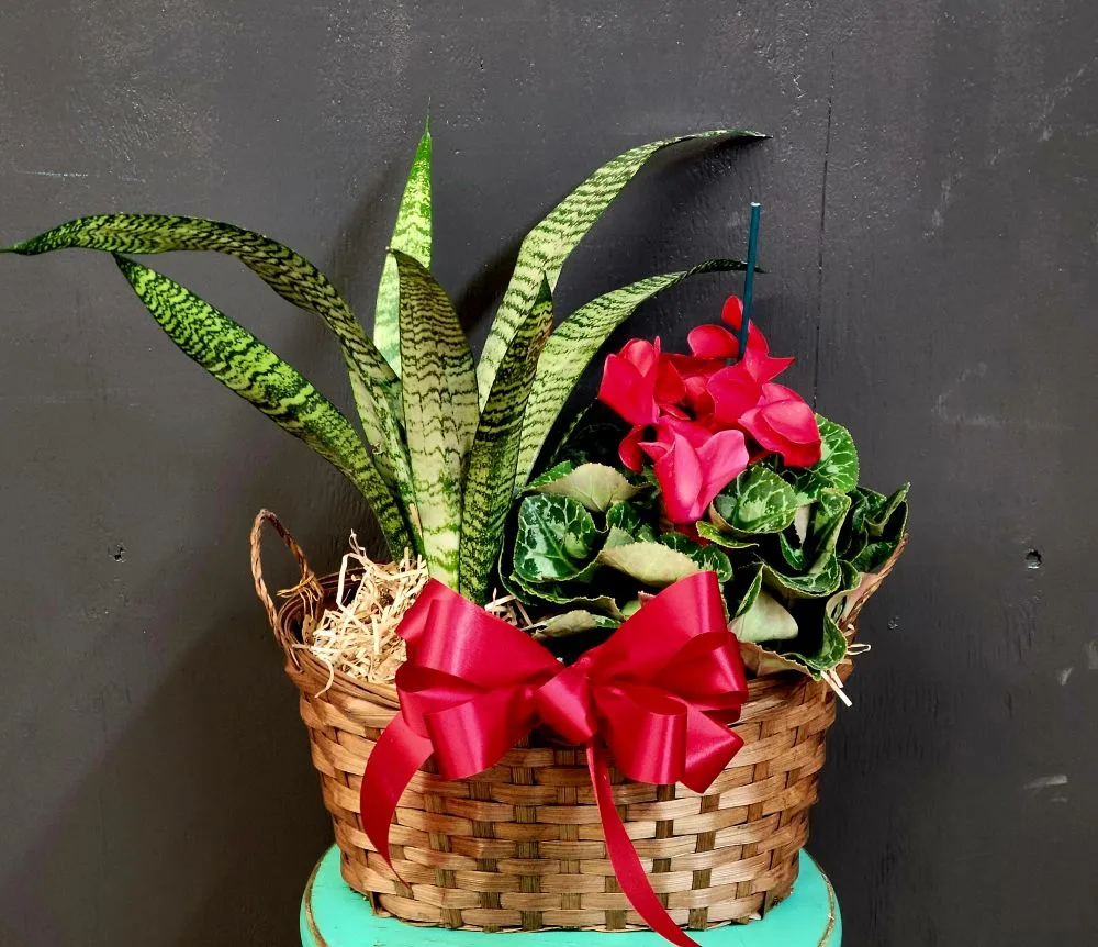 Snake Plant & Cyclamen Combo Snake Plant & Cyclamen Combo
