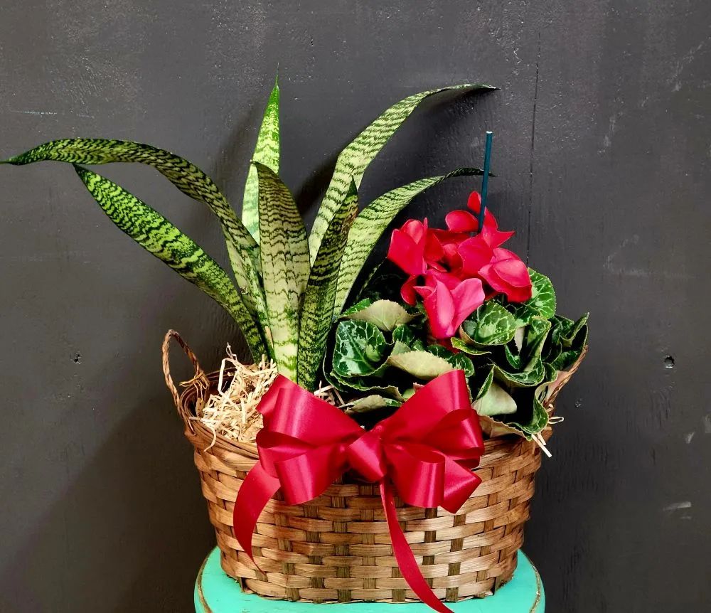 Snake Plant & Cyclamen Combo
