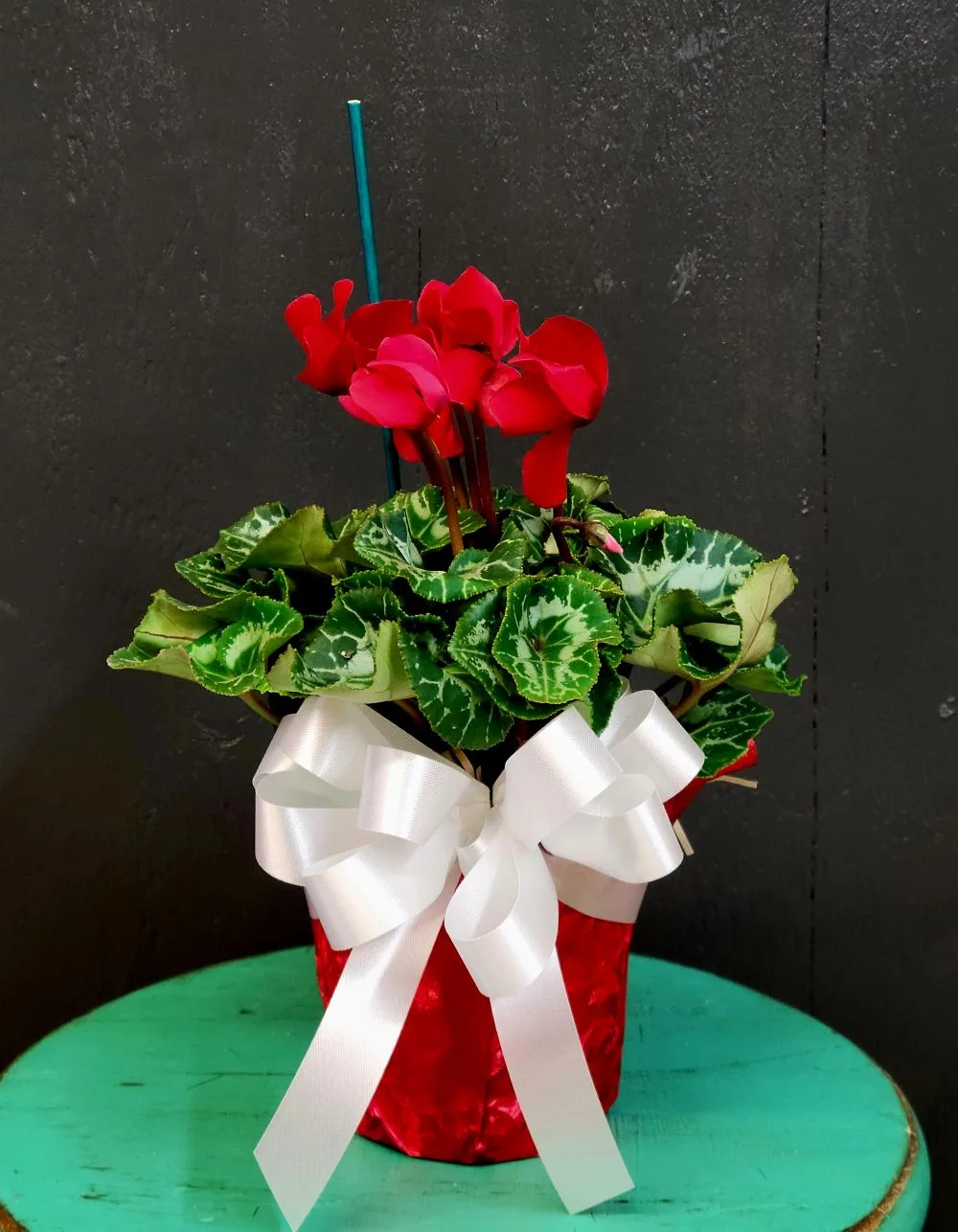Cyclamen Cyclamen