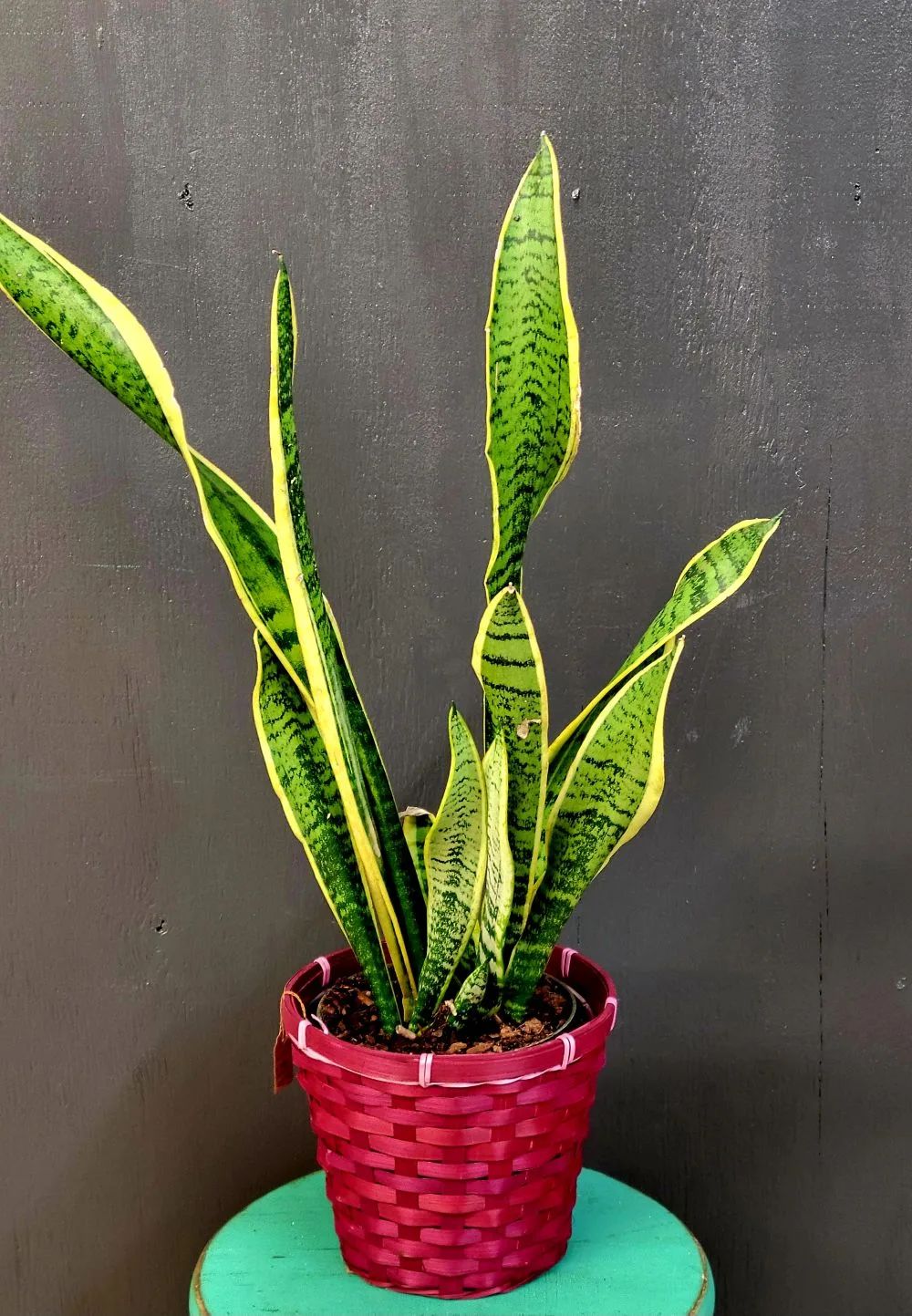Snake Plant