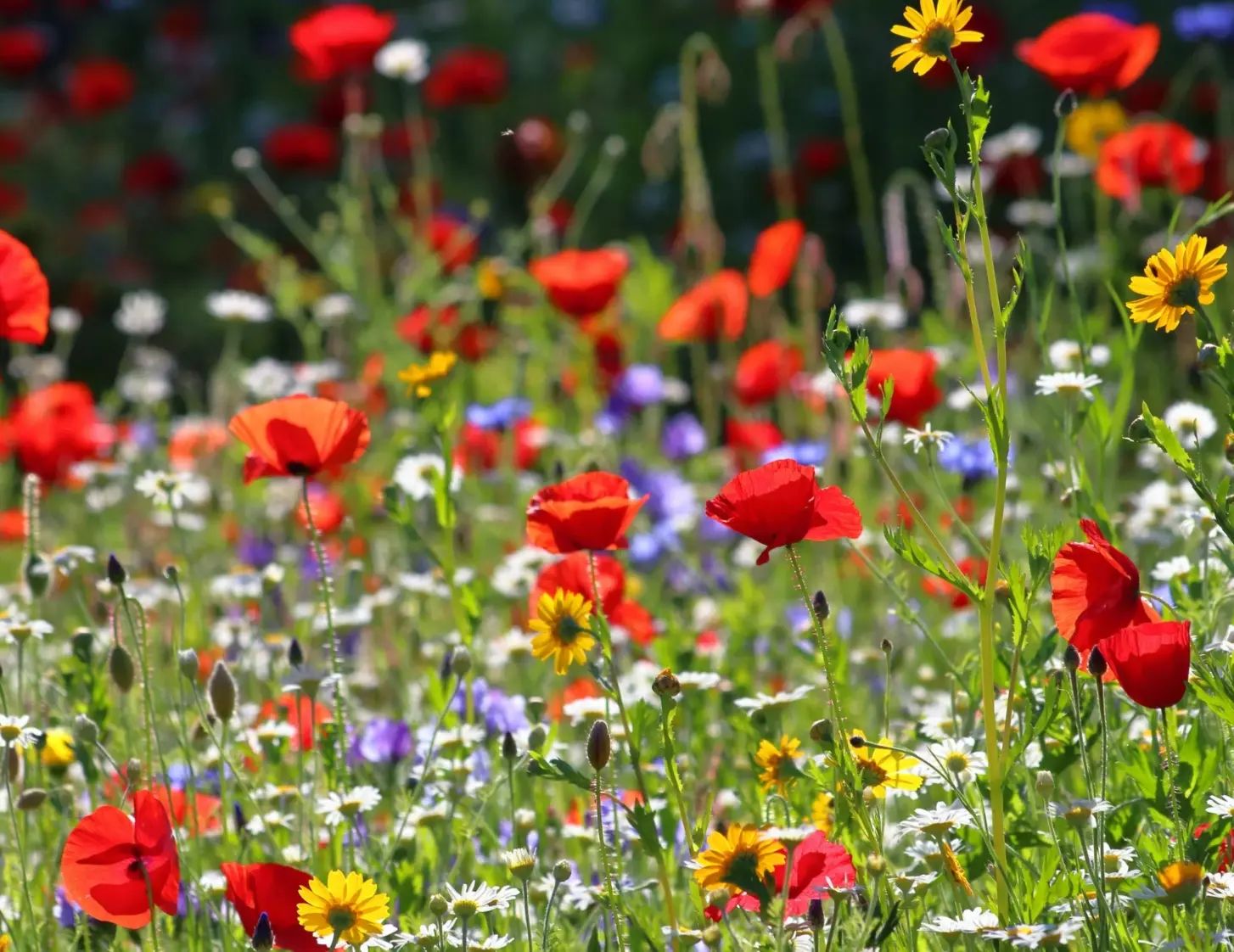 Featured flowers