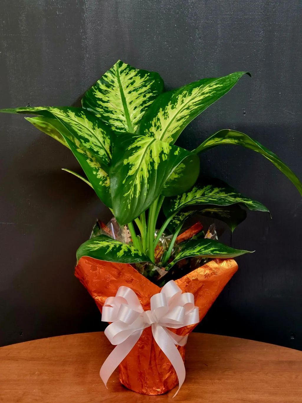 Dieffenbachia