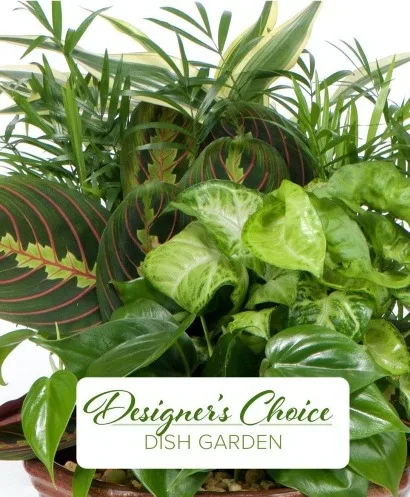 DISH GARDEN DESIGNER'S CHOICE LARGE PLANTS DISH GARDEN DESIGNER'S CHOICE LARGE PLANTS