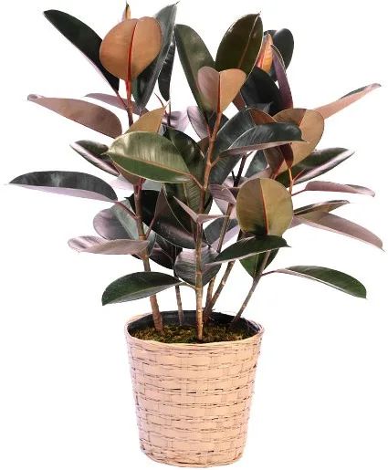 Rubber Tree Plant