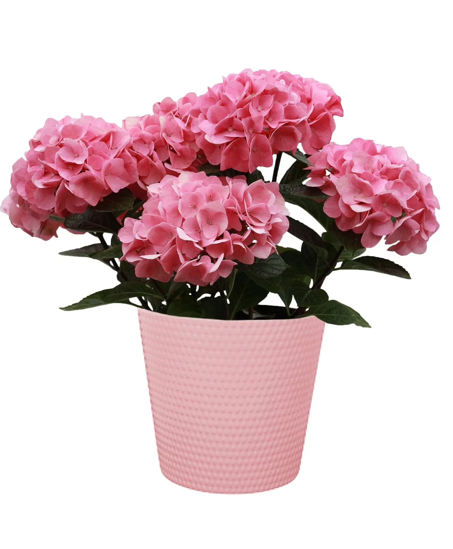 Hydrangea Plant Plant Hydrangea Plant Plant
