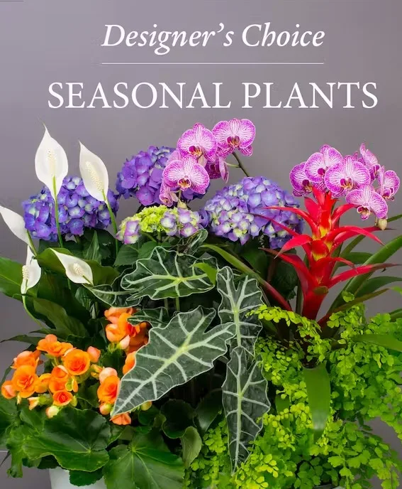 Blooming Plants Plants Blooming Plants Plants