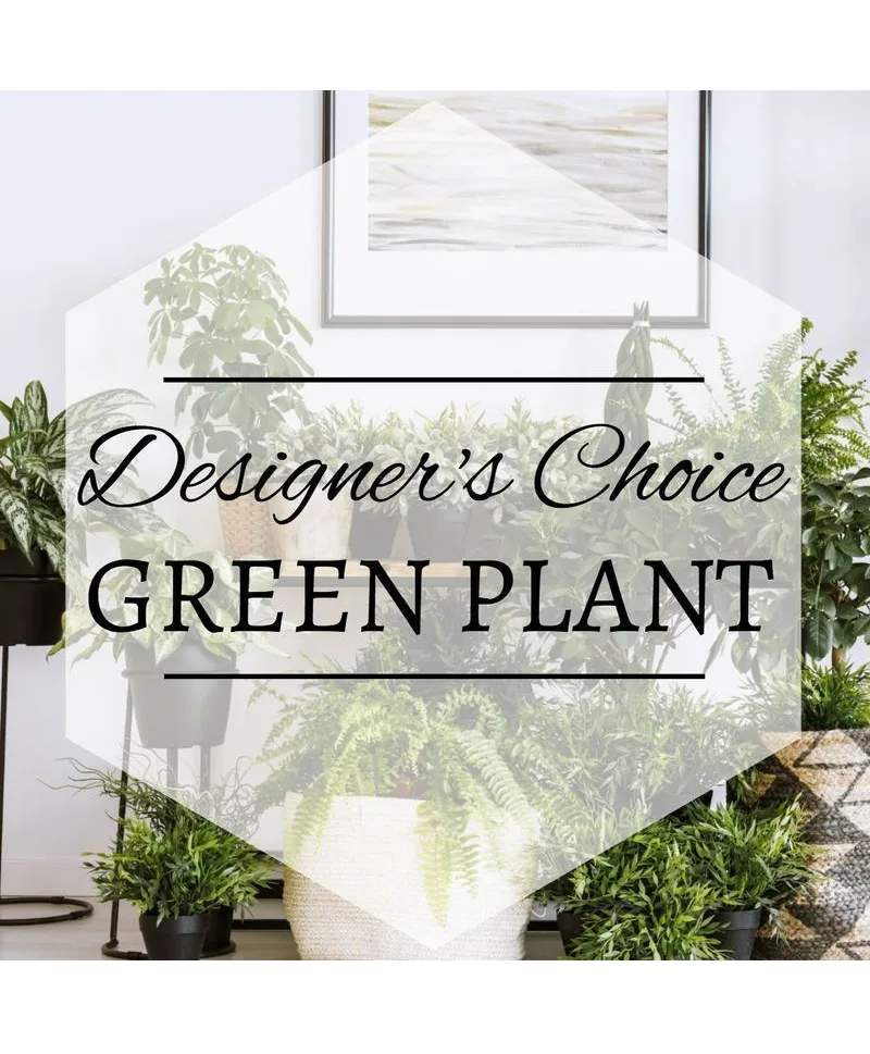 Green Plant Designer's Choice Plant Green Plant Designer's Choice Plant