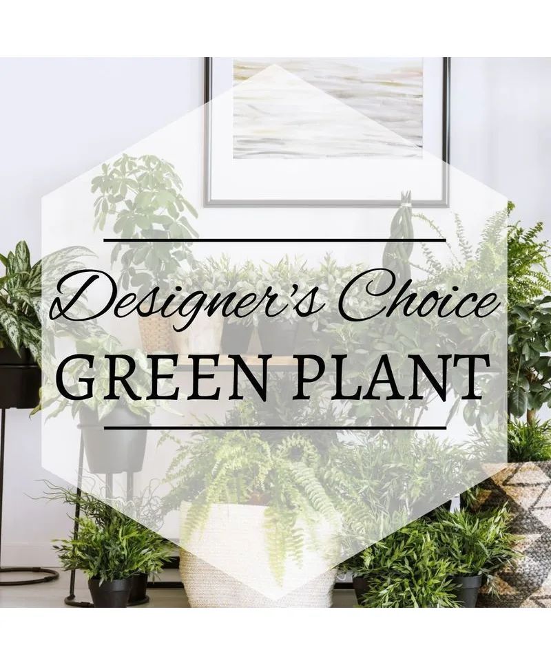 Green Plant Designer's Choice Plant