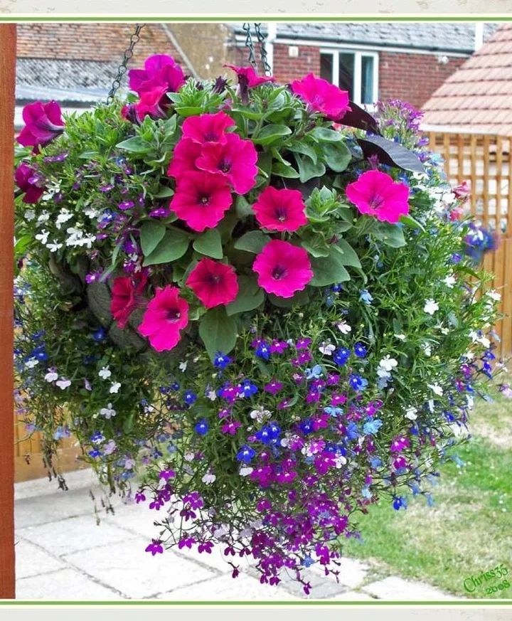 Hanging Blooming Basket Blooming Plant