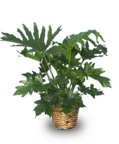 TREE PHILODENDRON Philodendron TREE PHILODENDRON Philodendron