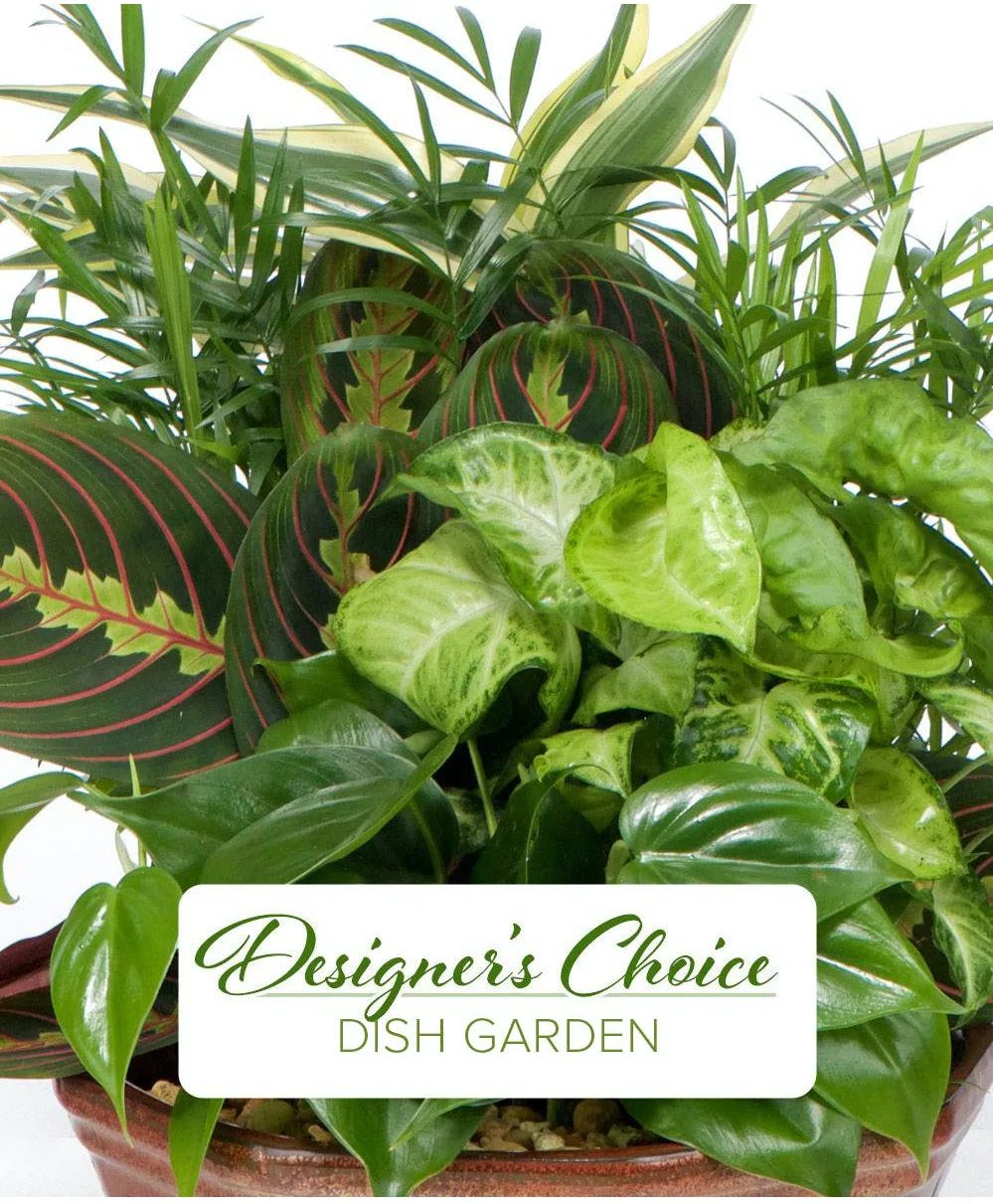 Dish Garden Designer's Choice Green plant