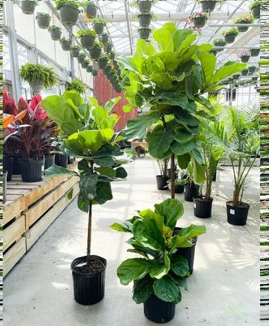 FIDDLE LEAF FIG FIG PLANT