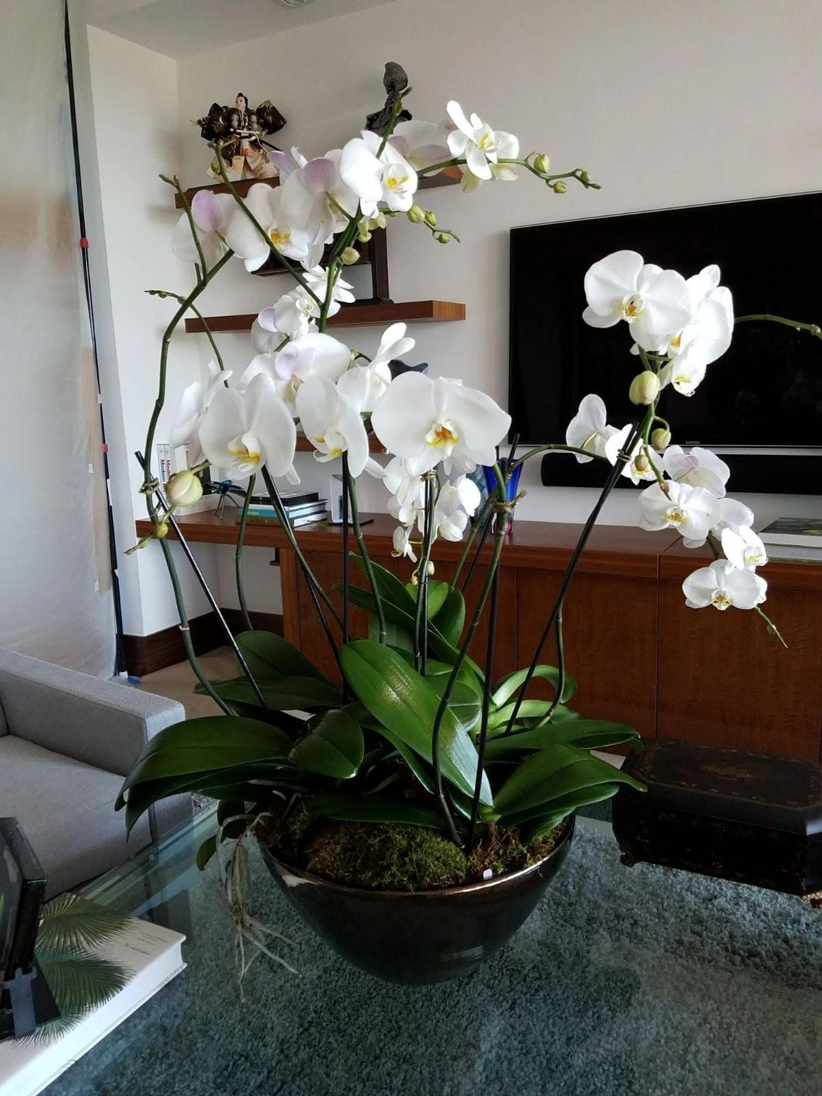 Orchid Plants collection