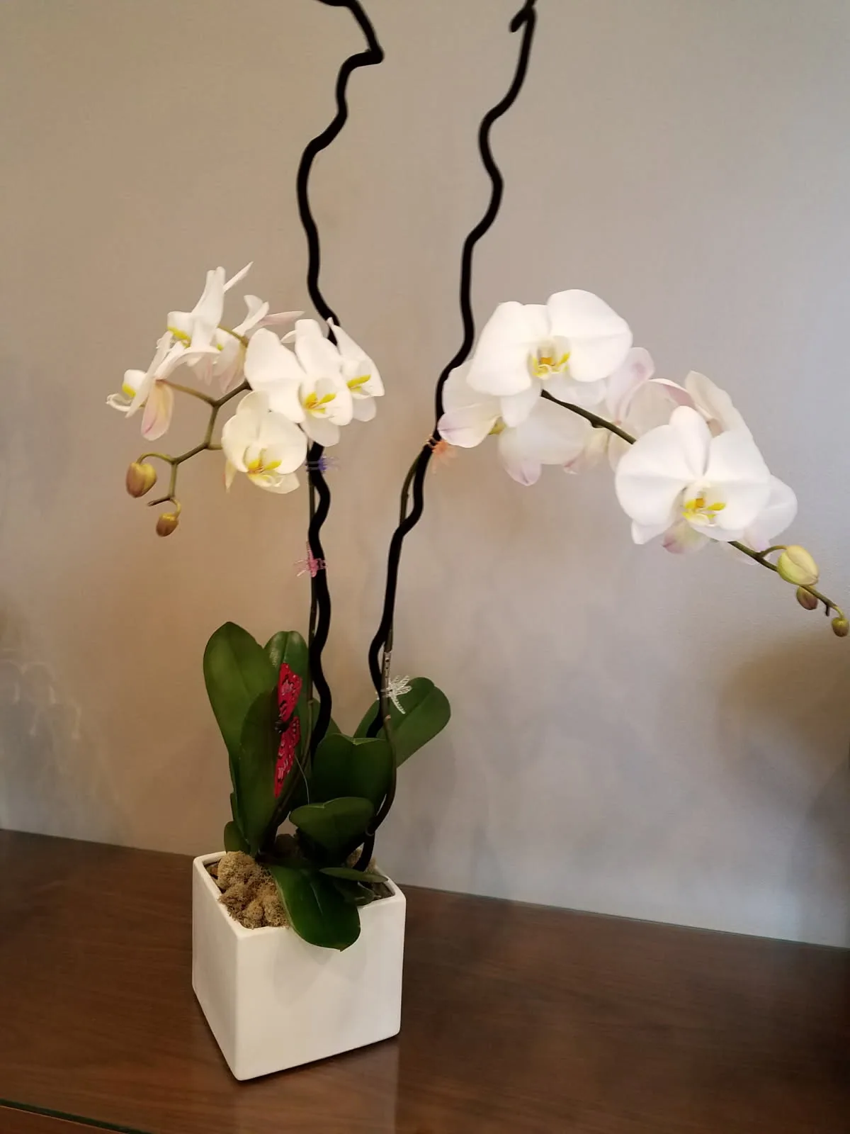 Cymbidium Orchid Roses with Hydrangeas Tulips Cymbidium Orchid Roses with Hydrangeas Tulips