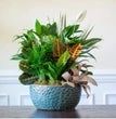 Plants collection