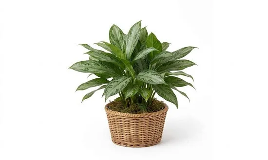 Chinese Evergreen Chinese Evergreen