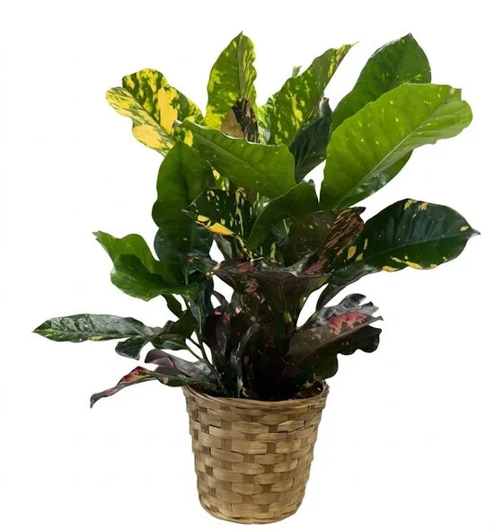 Tropical Croton Tropical Croton