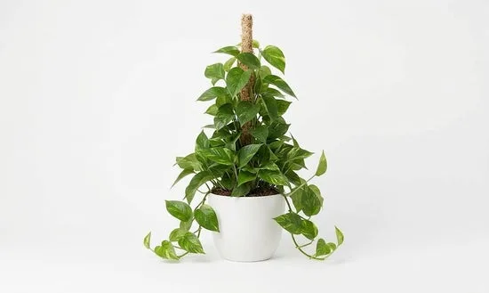 Ivy Ivy