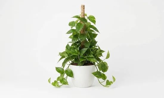 Ivy