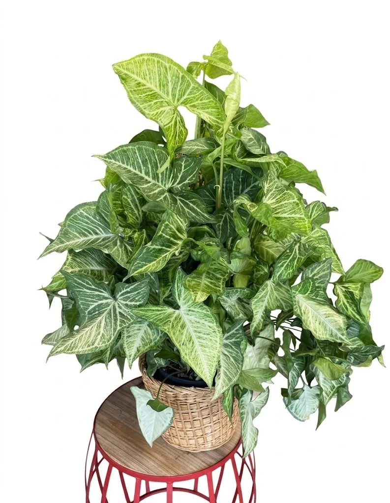 Arrowhead or Butterflly Plant Arrowhead or Butterflly Plant