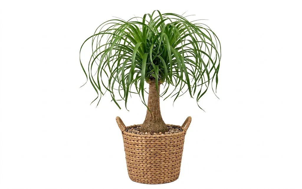 Ponytail Palm - Live Plant Ponytail Palm - Live Plant