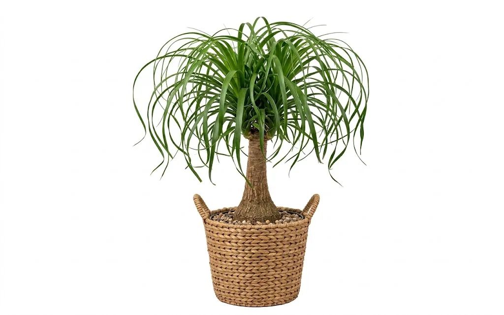 Ponytail Palm - Live Plant