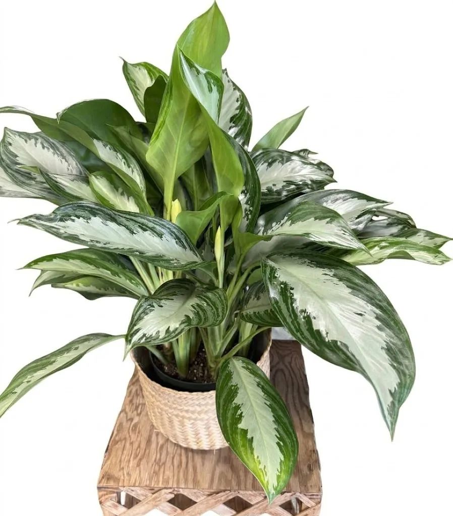 Verigated Peace Lilly Live Plant