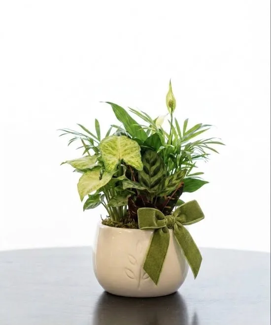 Sandard Garden Dish Sandard Garden Dish