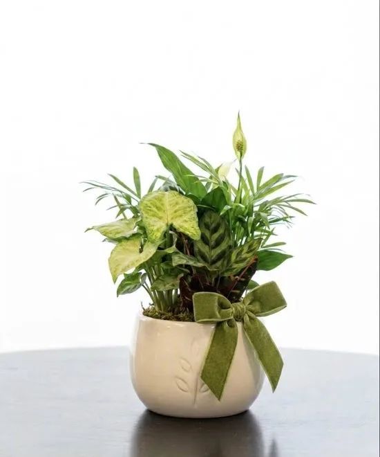 Sandard Garden Dish