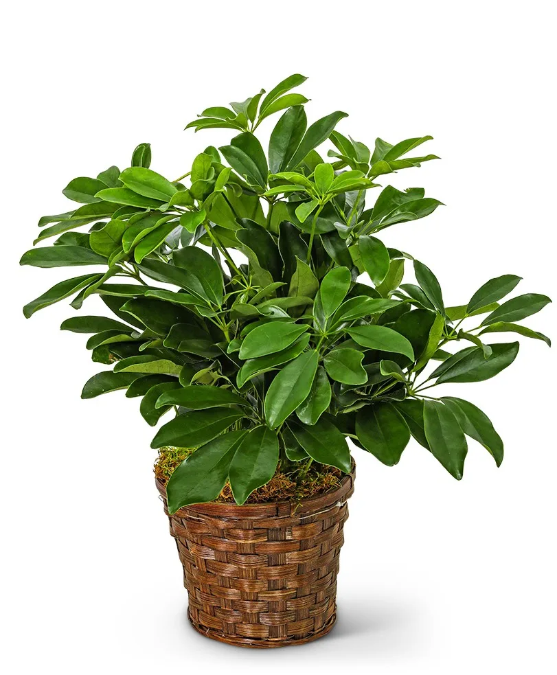 Miniature Schefflera Plant Potted Plant Miniature Schefflera Plant Potted Plant