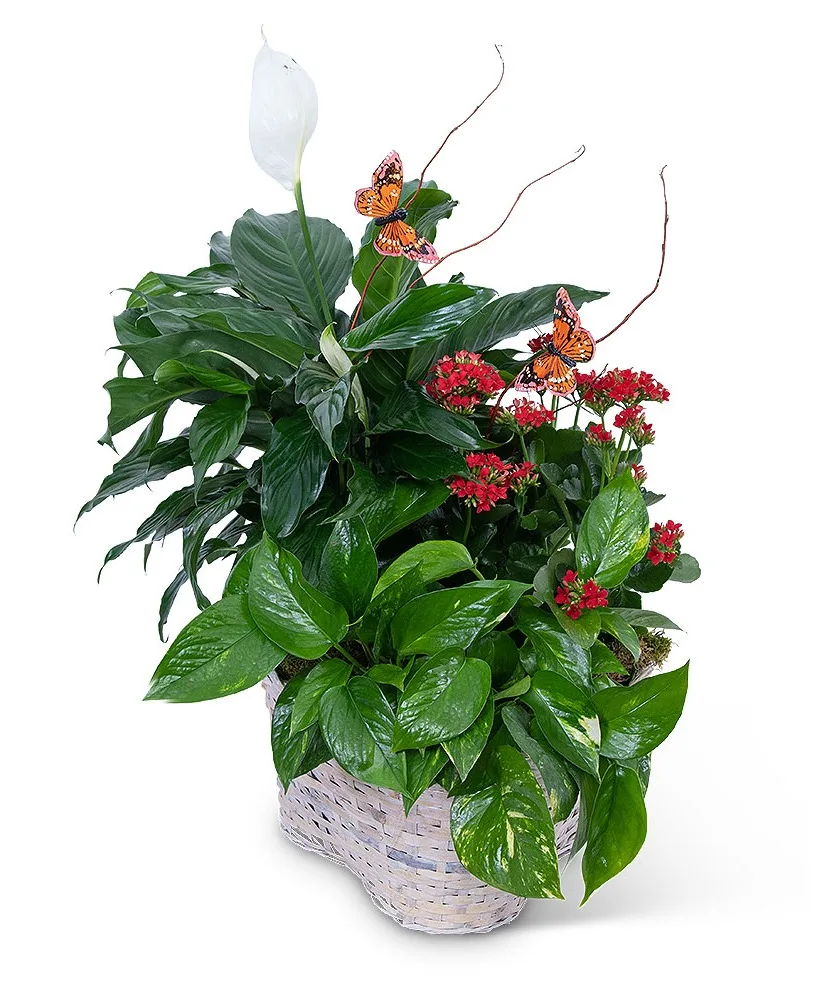 Verdant Basket with Butterflies Potted Plant Verdant Basket with Butterflies Potted Plant