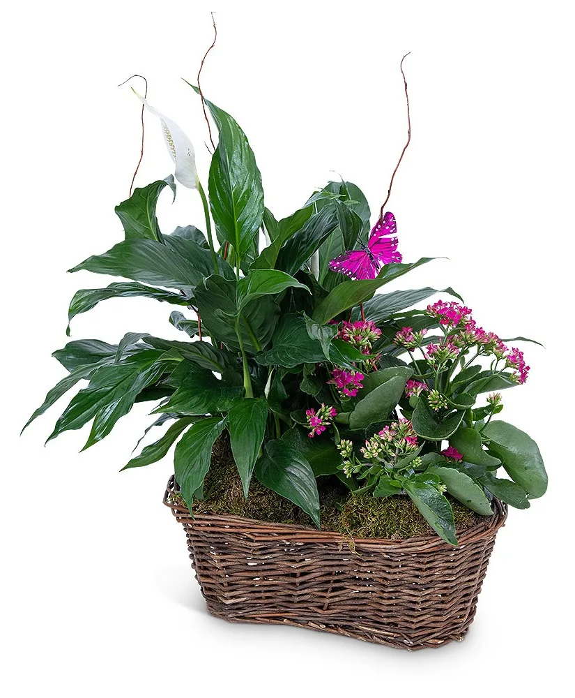 Harmony Basket with Butterflies Potted Plant Harmony Basket with Butterflies Potted Plant