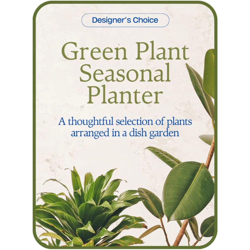 Designer's Choice - Variety of Green Plants Potted Plant