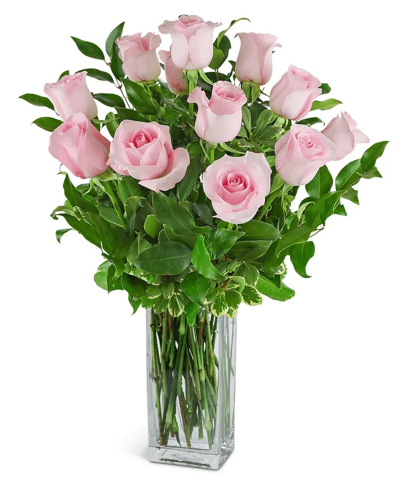 One Dozen Light Pink Roses Flower Arrangement One Dozen Light Pink Roses Flower Arrangement