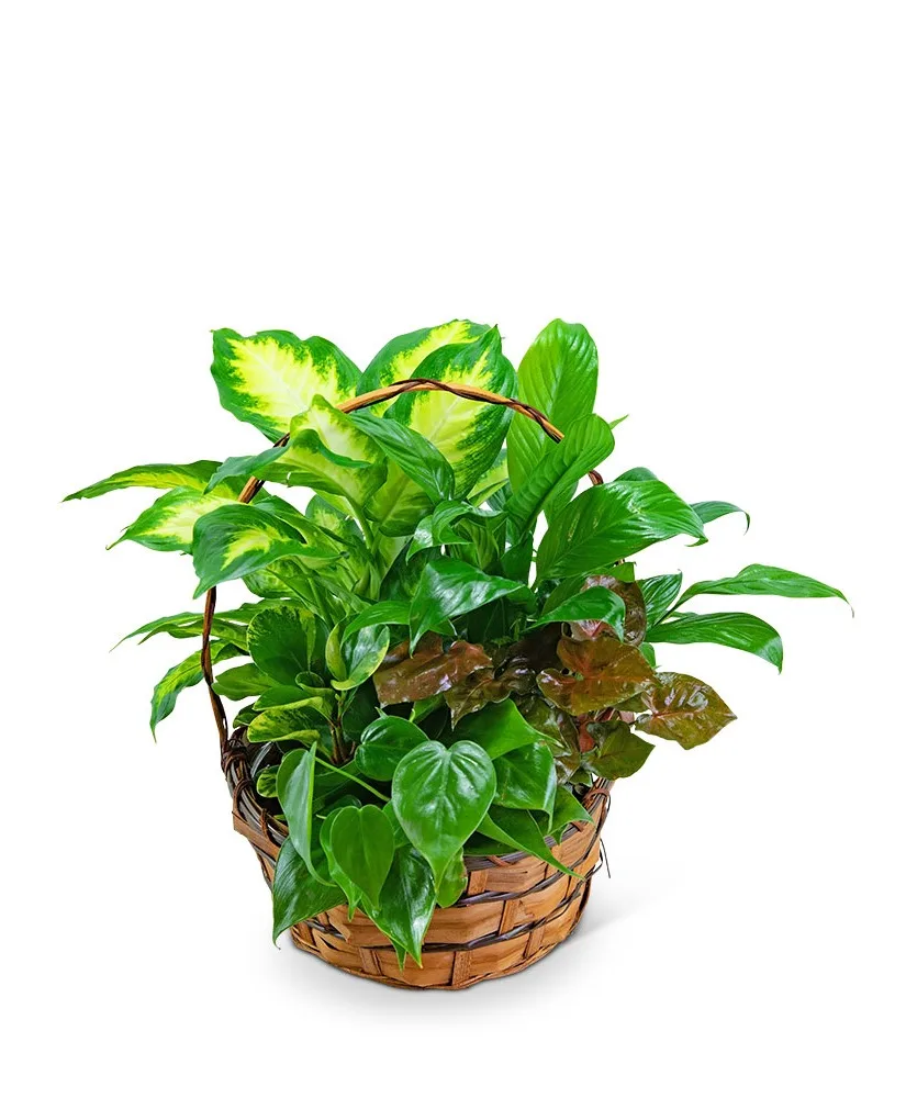 Medium Dish Garden Potted Plant Medium Dish Garden Potted Plant