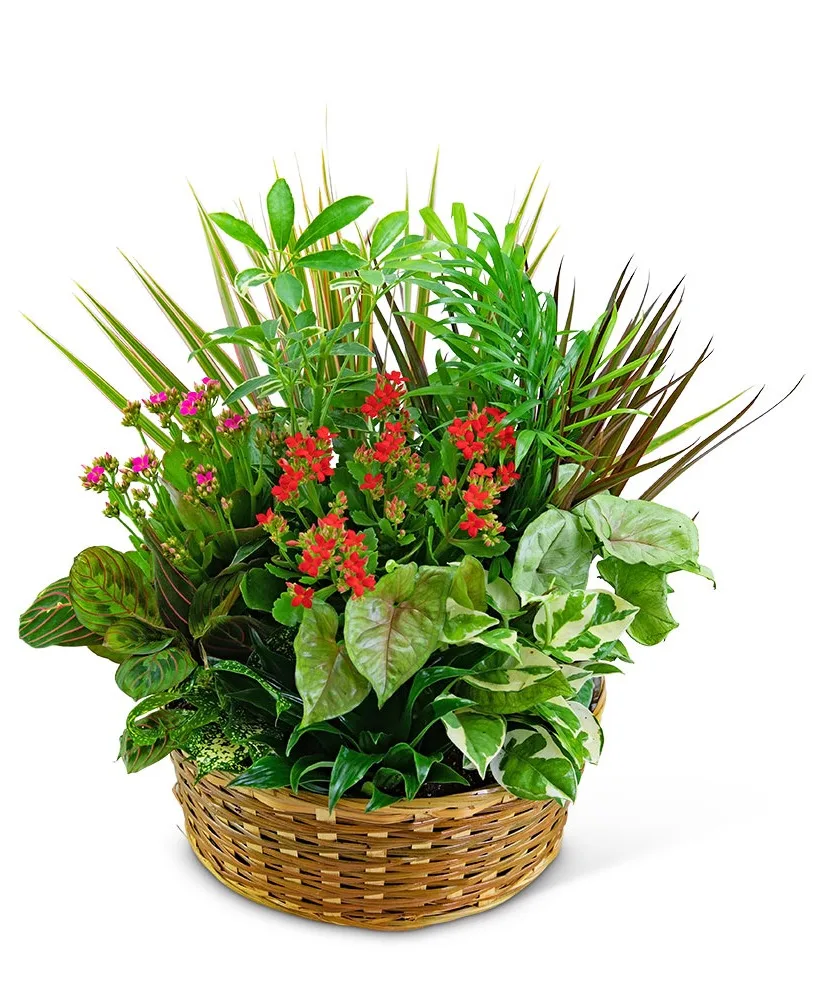Large Blooming Dish Garden Potted Plant Large Blooming Dish Garden Potted Plant