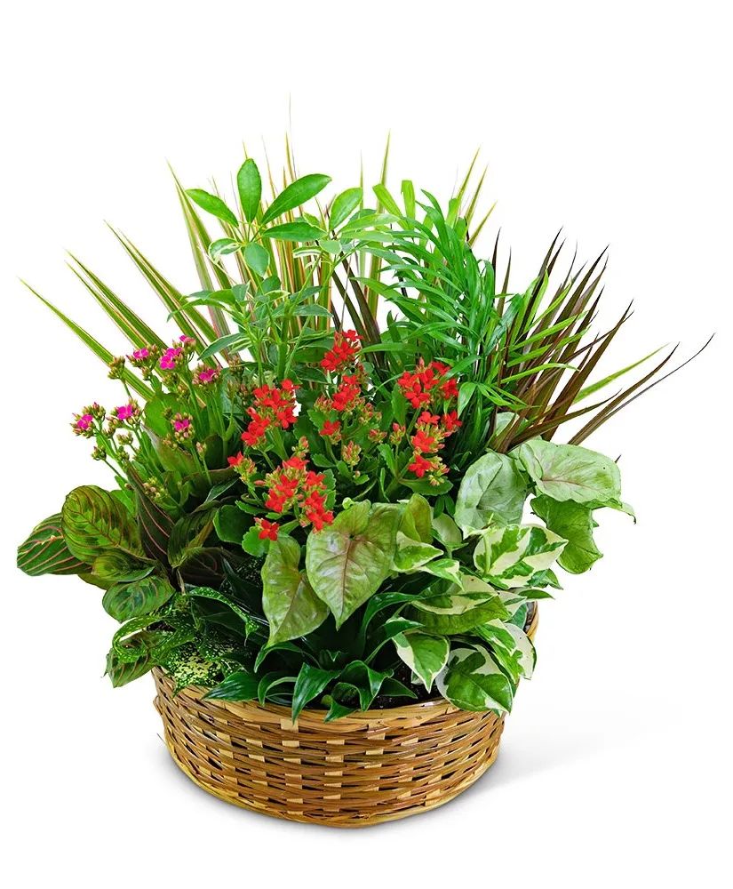 Large Blooming Dish Garden Potted Plant