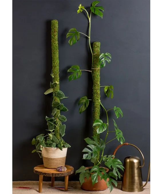 Moss Pole Plant Moss Pole Plant