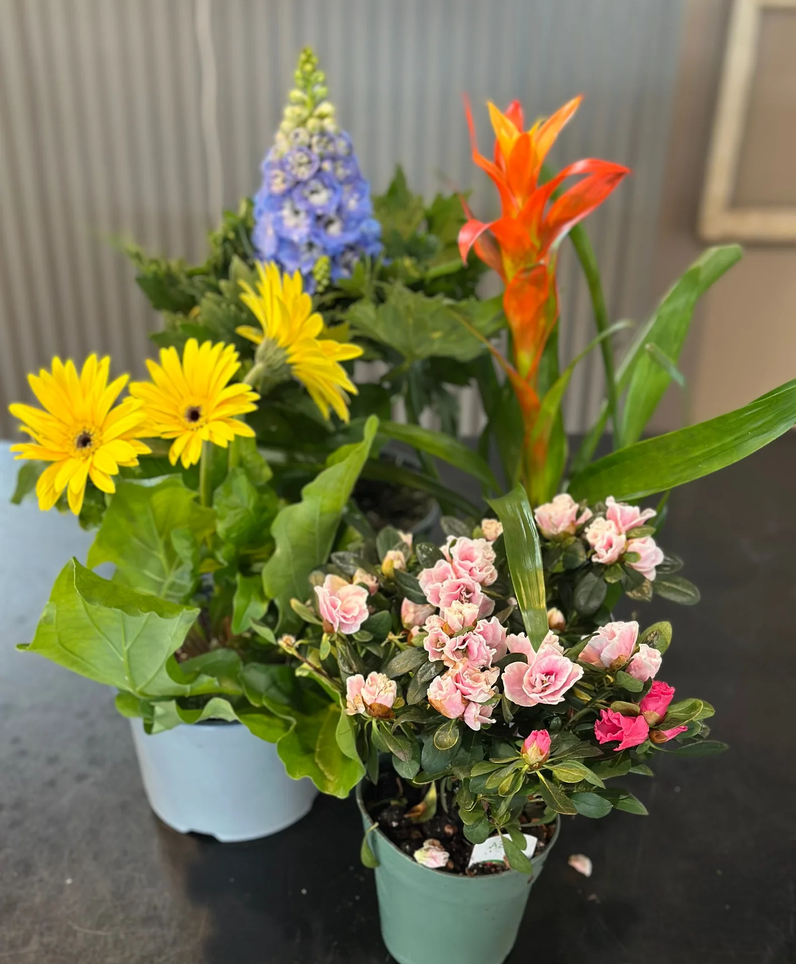 Spring Bloomer Plant Spring Bloomer Plant