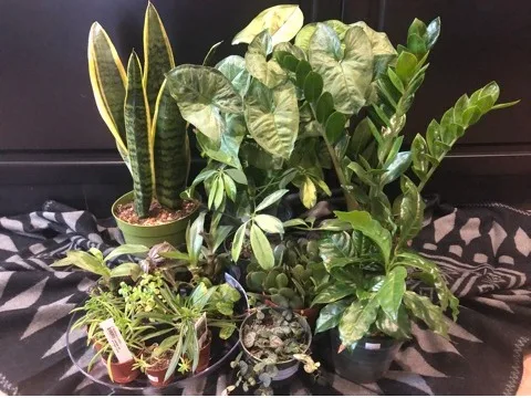 Indoor Plant Designers Choice Indoor Plant Designers Choice