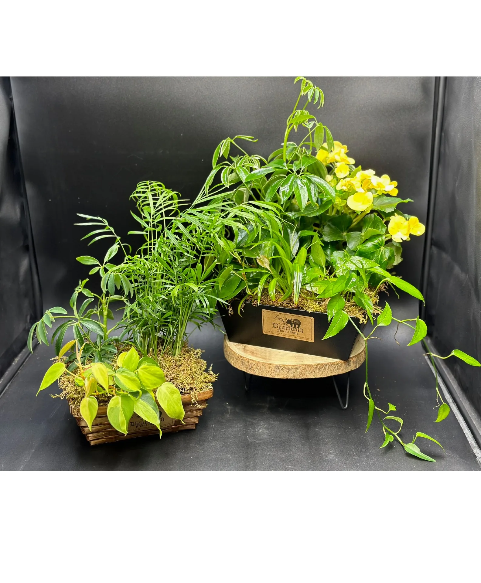 Dish Garden Designers Choice Dish Garden Designers Choice