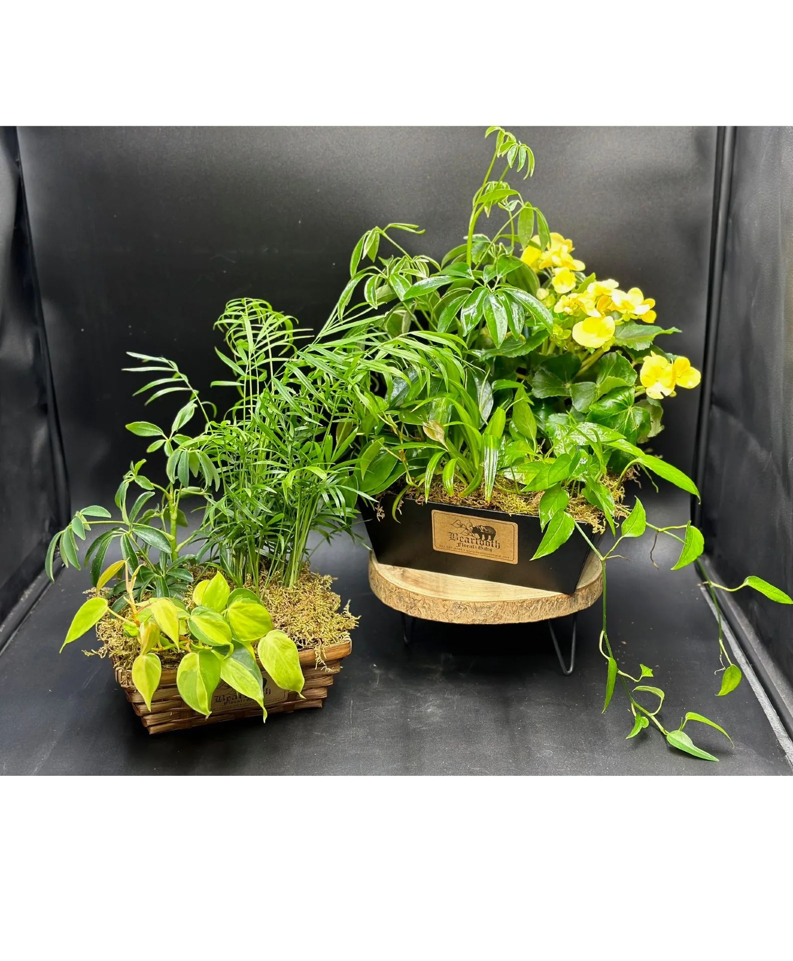 Dish Garden Designers Choice