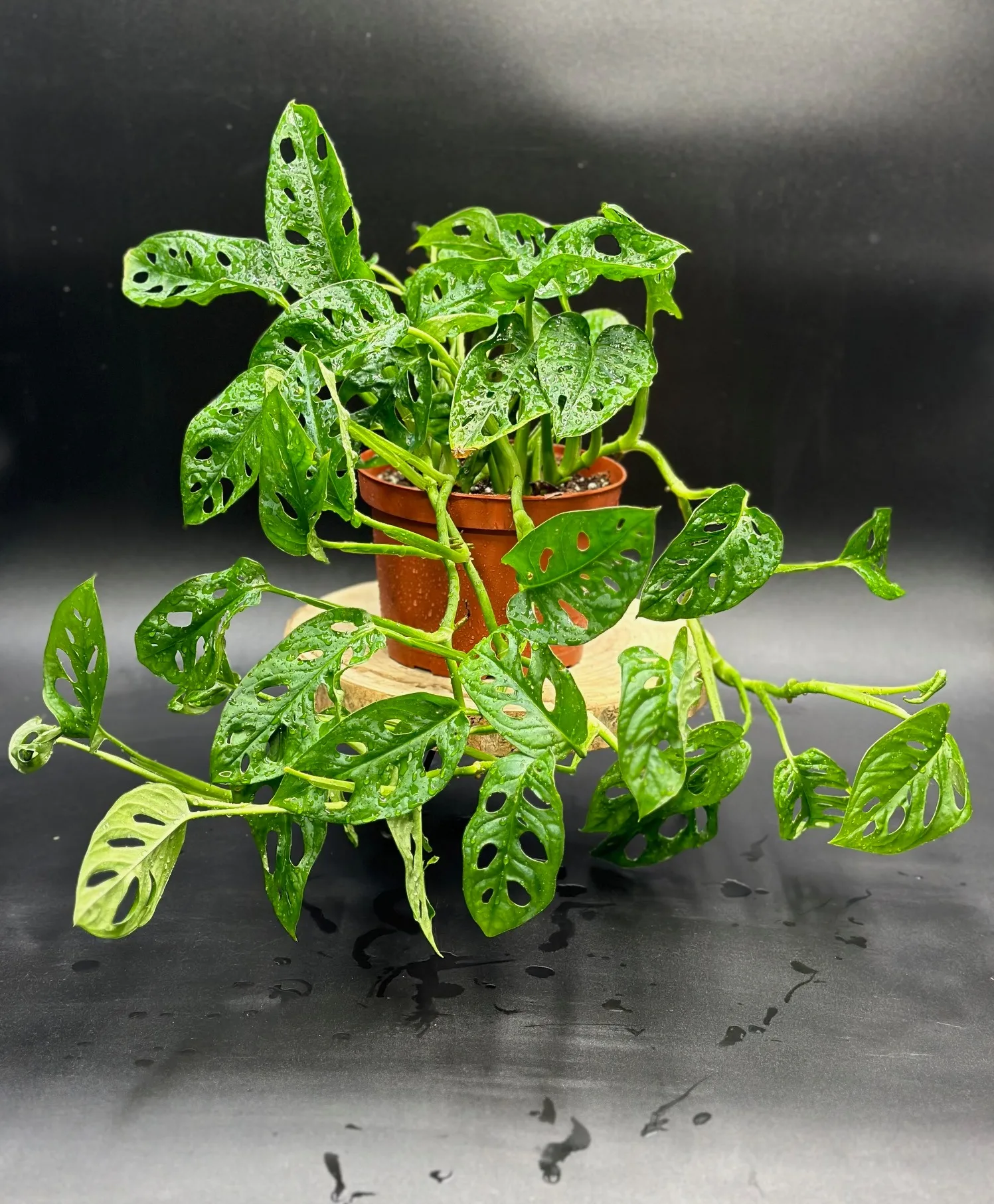 Swiss Cheese Philodendron Designers Choice Swiss Cheese Philodendron Designers Choice