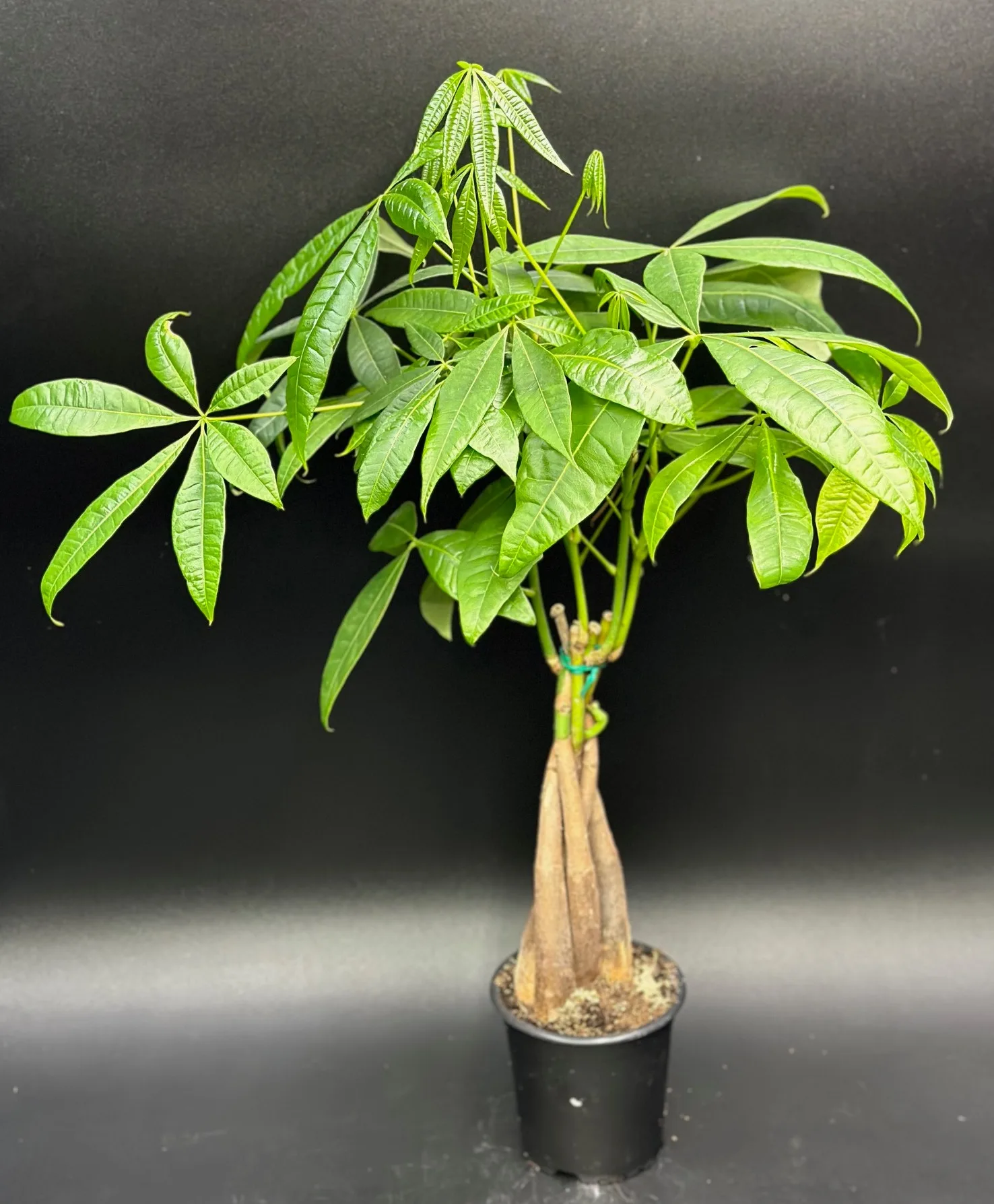 Money Tree Plant Money Tree Plant
