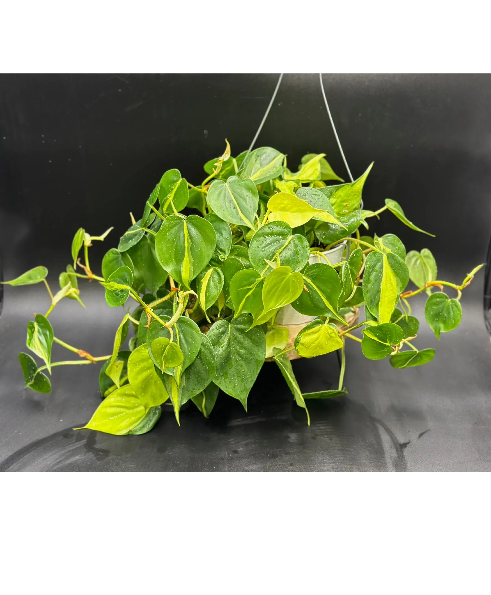 Brasil Philodendron Designers Choice Brasil Philodendron Designers Choice