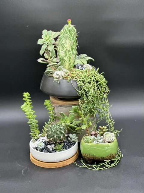Succulent Garden Mix Custom Original Succulent Garden Mix Custom Original