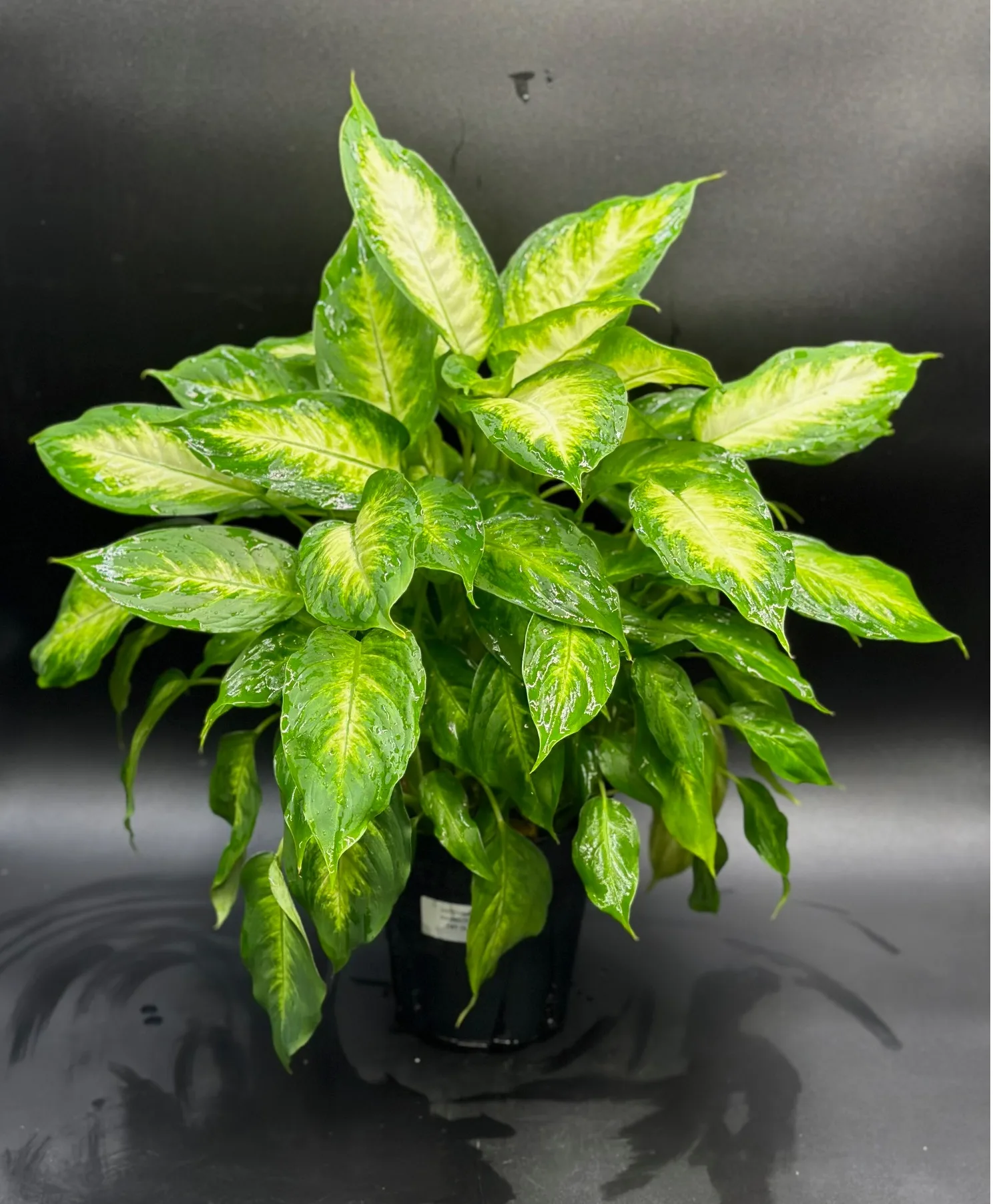 Dieffenbachia Designers Choice Dieffenbachia Designers Choice