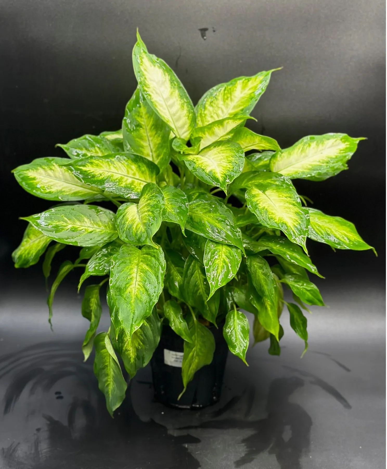 Dieffenbachia Designers Choice