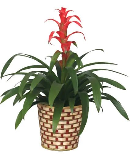 Bromeliad
