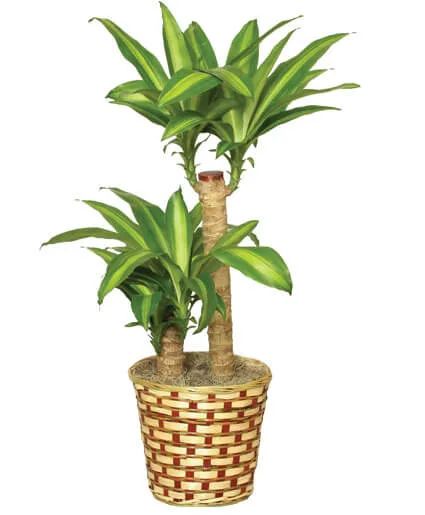 Corn Plant